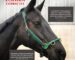 bridle fitting, cavesson fit