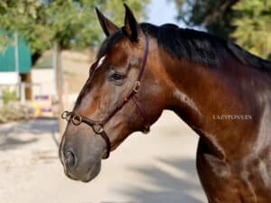 Training cavesson for horses Lazypony