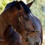 Lunging Cavesson Lazypony