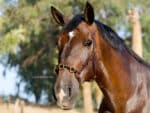 Leather lunging cavesson Lazypony