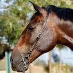 Leather semi bridle head slip for horses Lazypony