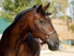 Custom Horse Halters With Name lazypony
