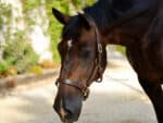 stitched leather halter lazypony