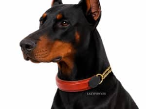 raised martingale collar with name tag Lazypony